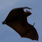 Roussette ou renard volant