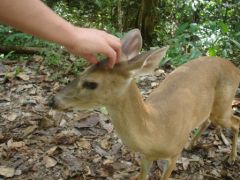 Manual Antonio - Parc National