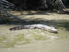 Tortuguero - Caïman