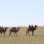 Chameaux au bord du lac Böön Tsagaan Nuur edit Delete caption